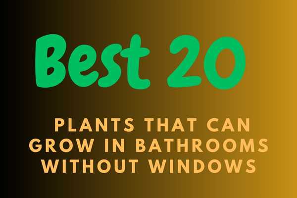 Best 20 Plants That Can Grow In Bathrooms Without Windows