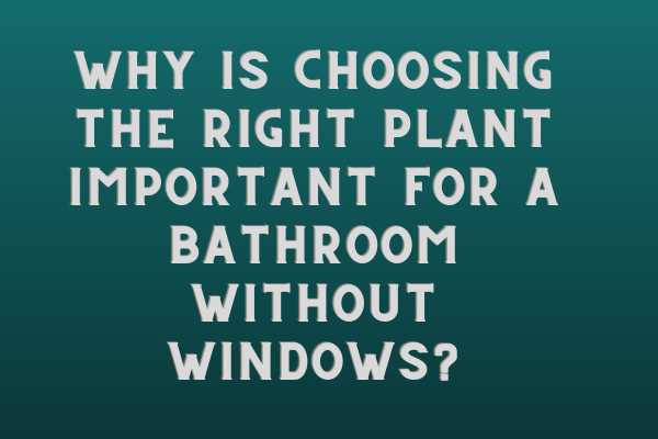 Why Is Choosing The Right Plant Important For A Bathroom Without Windows?